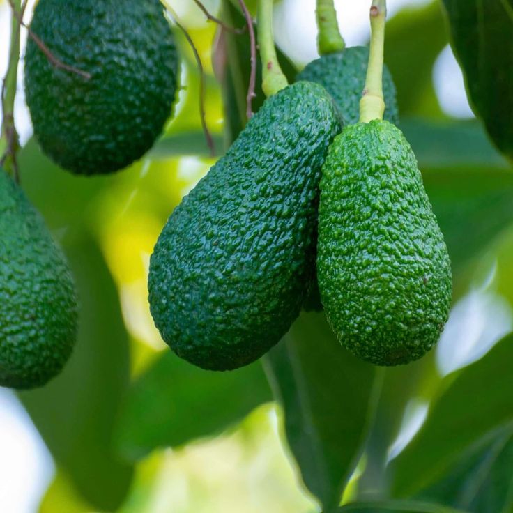Export quality avocados